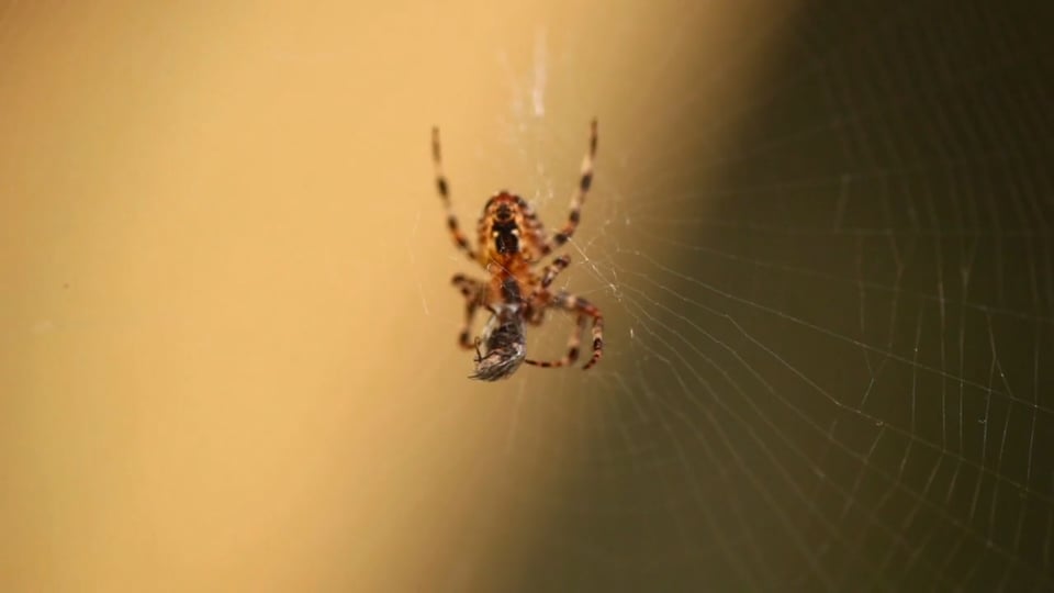 Tips from Toby – Exterminator Choice Tip