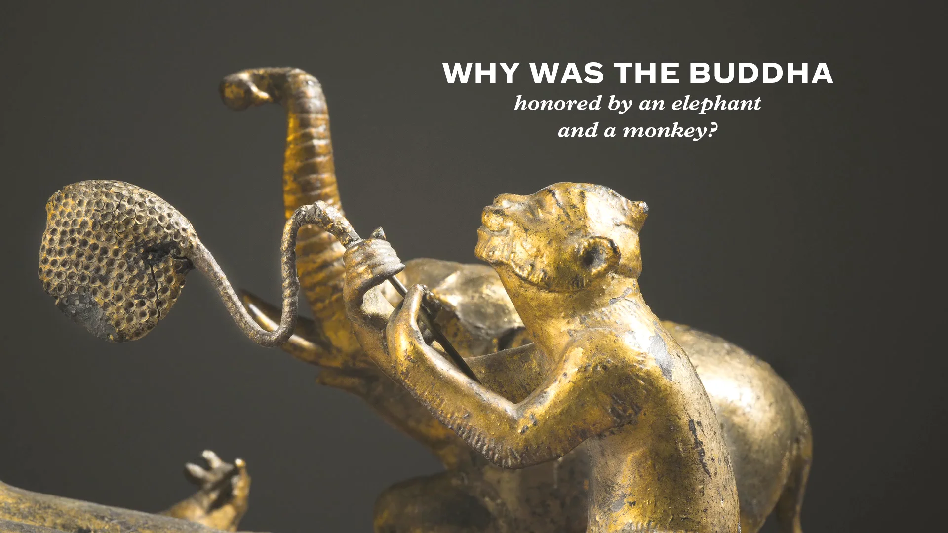buddhist elephant tumblr