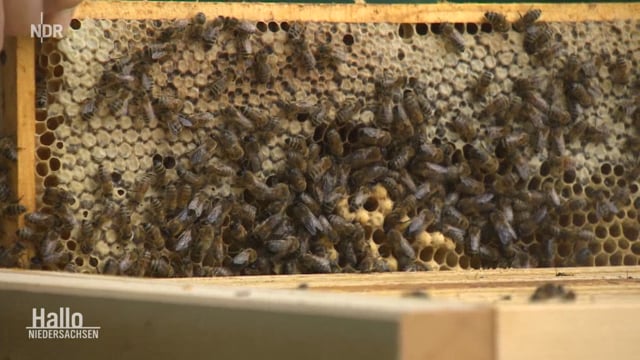 Bienen - Zukunft in der Stadt