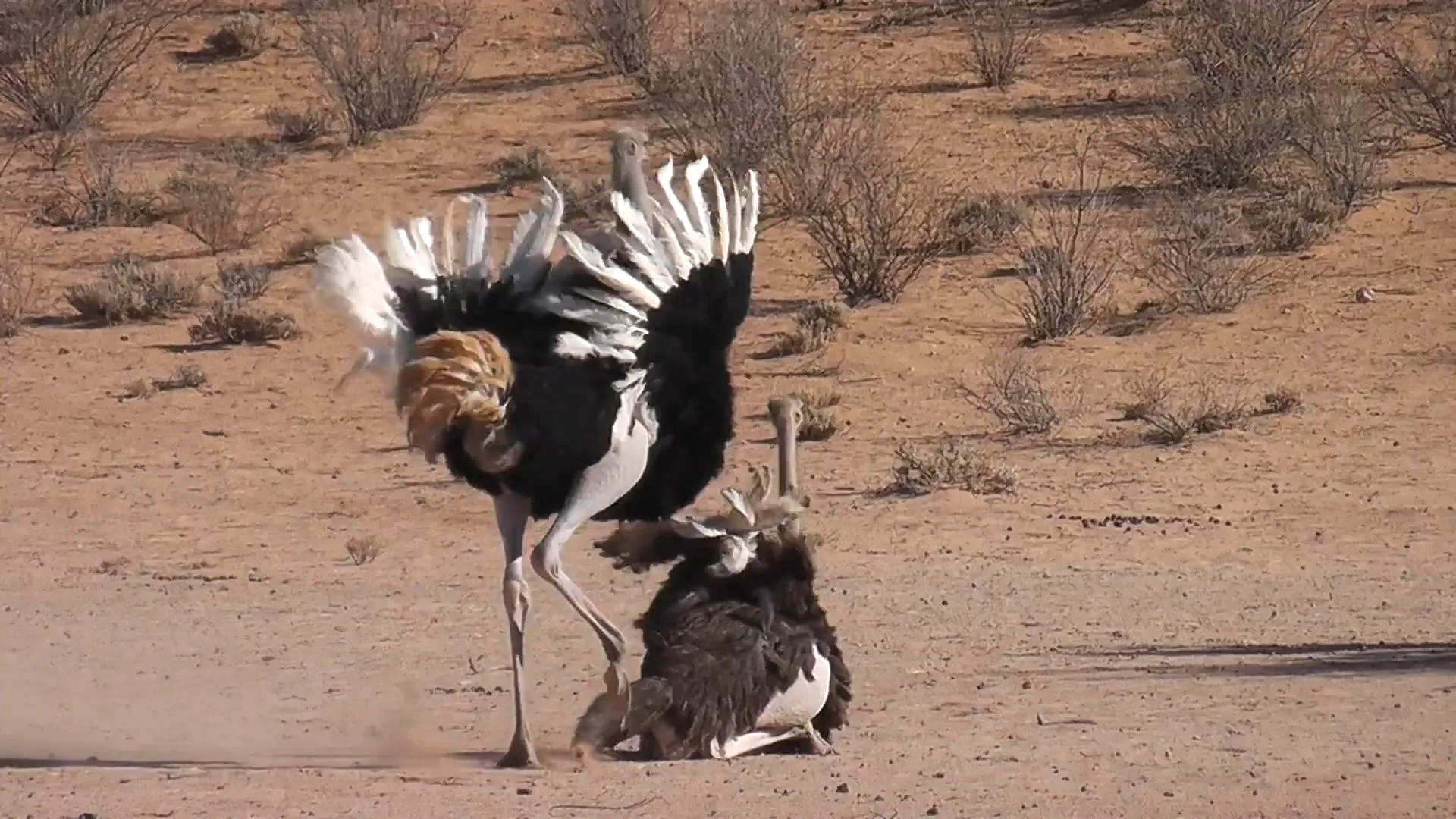 Ostrich Mating