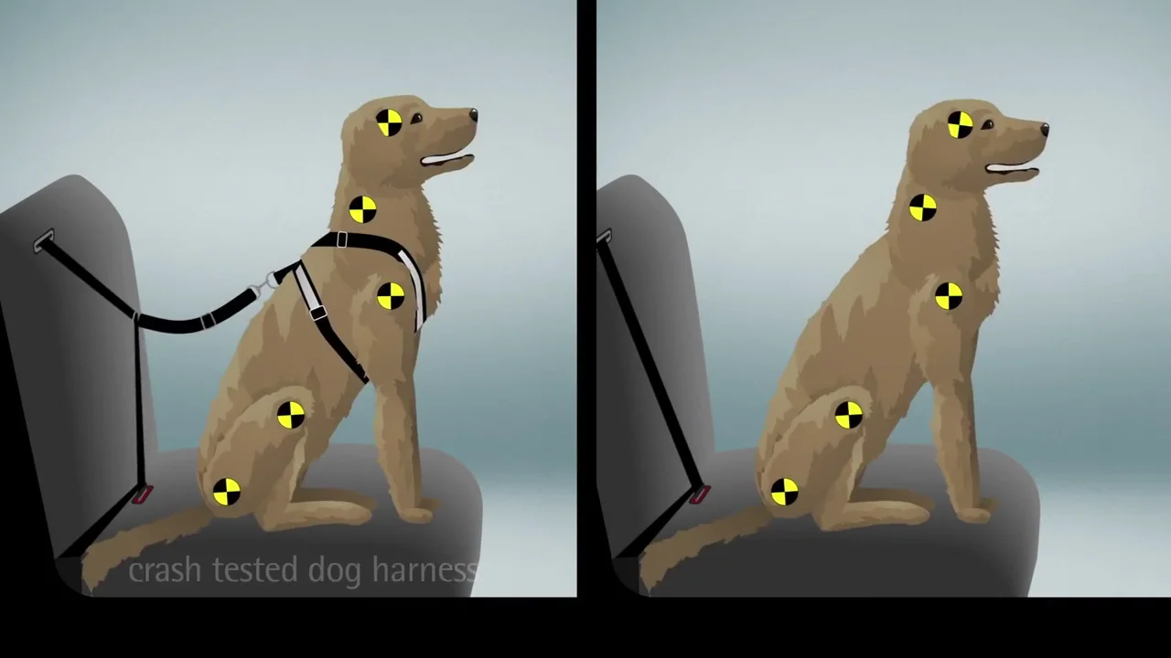 Safety tested dog seat 2024 belt