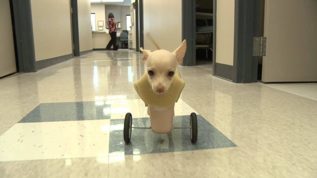 Twolegged dog gets her wheels on Vimeo