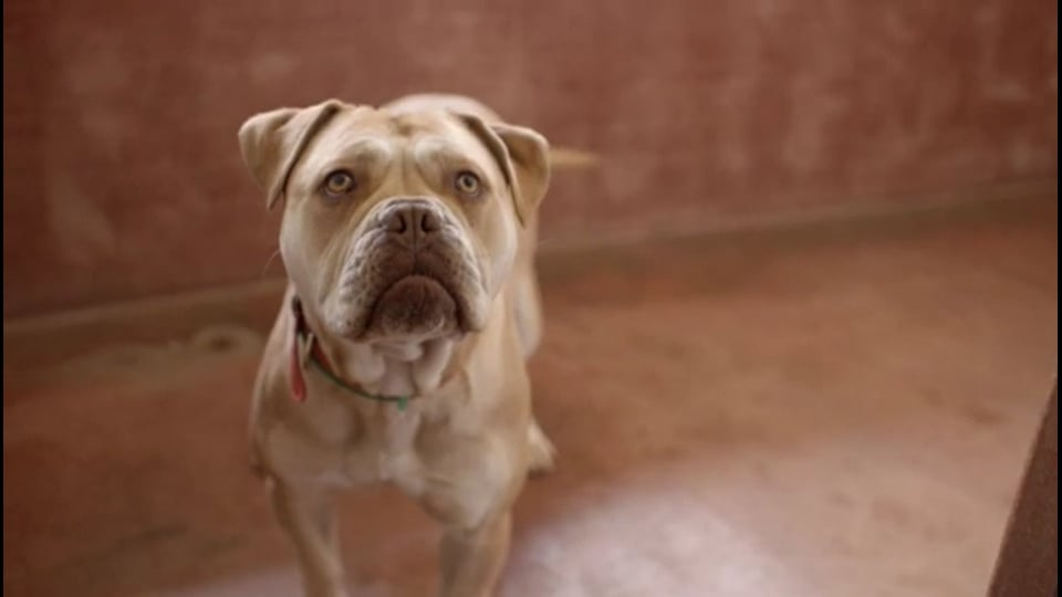 Pedigree 'Buy One, Feed One'