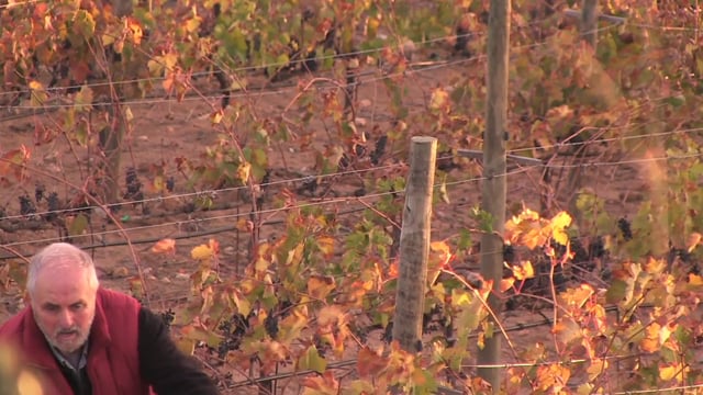 Del vino al Ártico, Dir. Alana Simoes y Xavi Sala