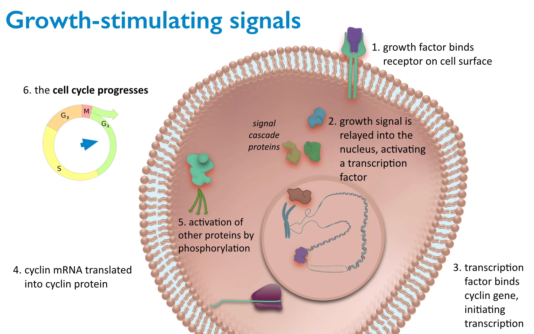 cell-cycle-regulation-growth-factors-on-vimeo