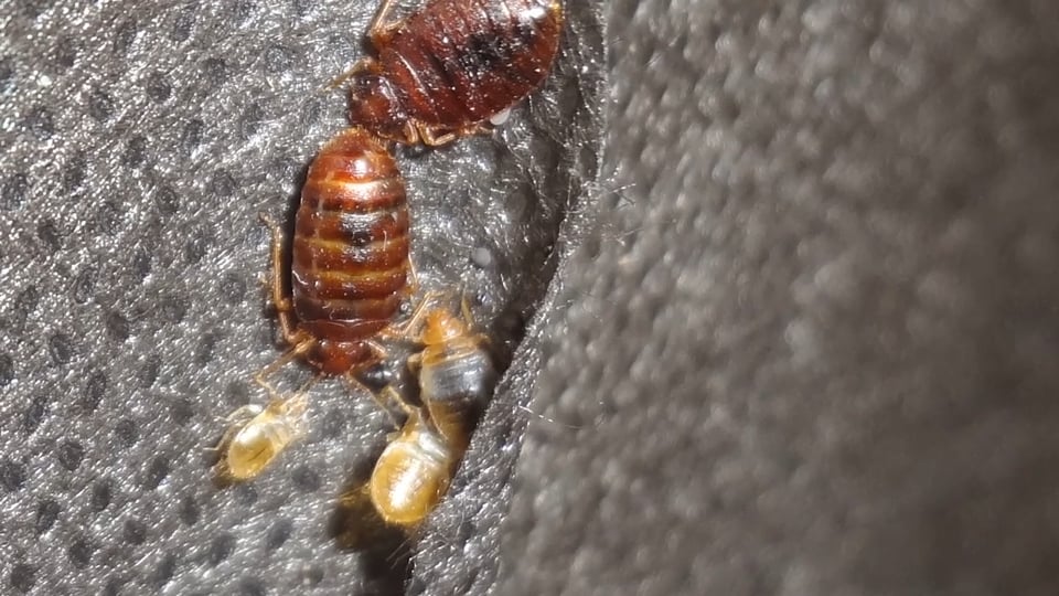 Tips from Toby – The Bed Bug Tip