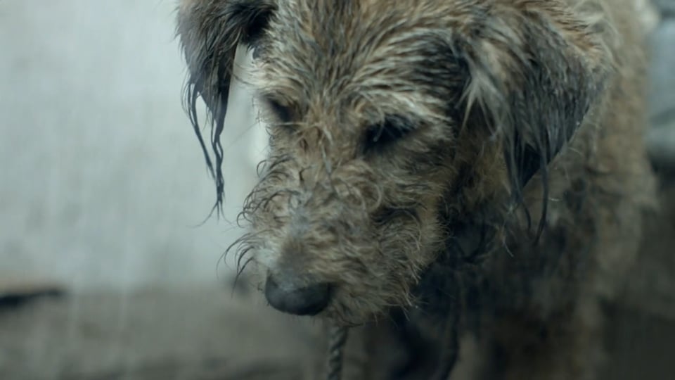 Pedigree 'Bad Dog, Good Dog'