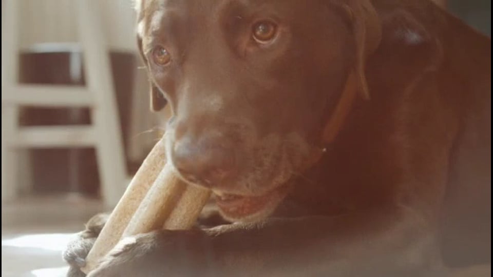 Pedigree 'Ruth & Max'