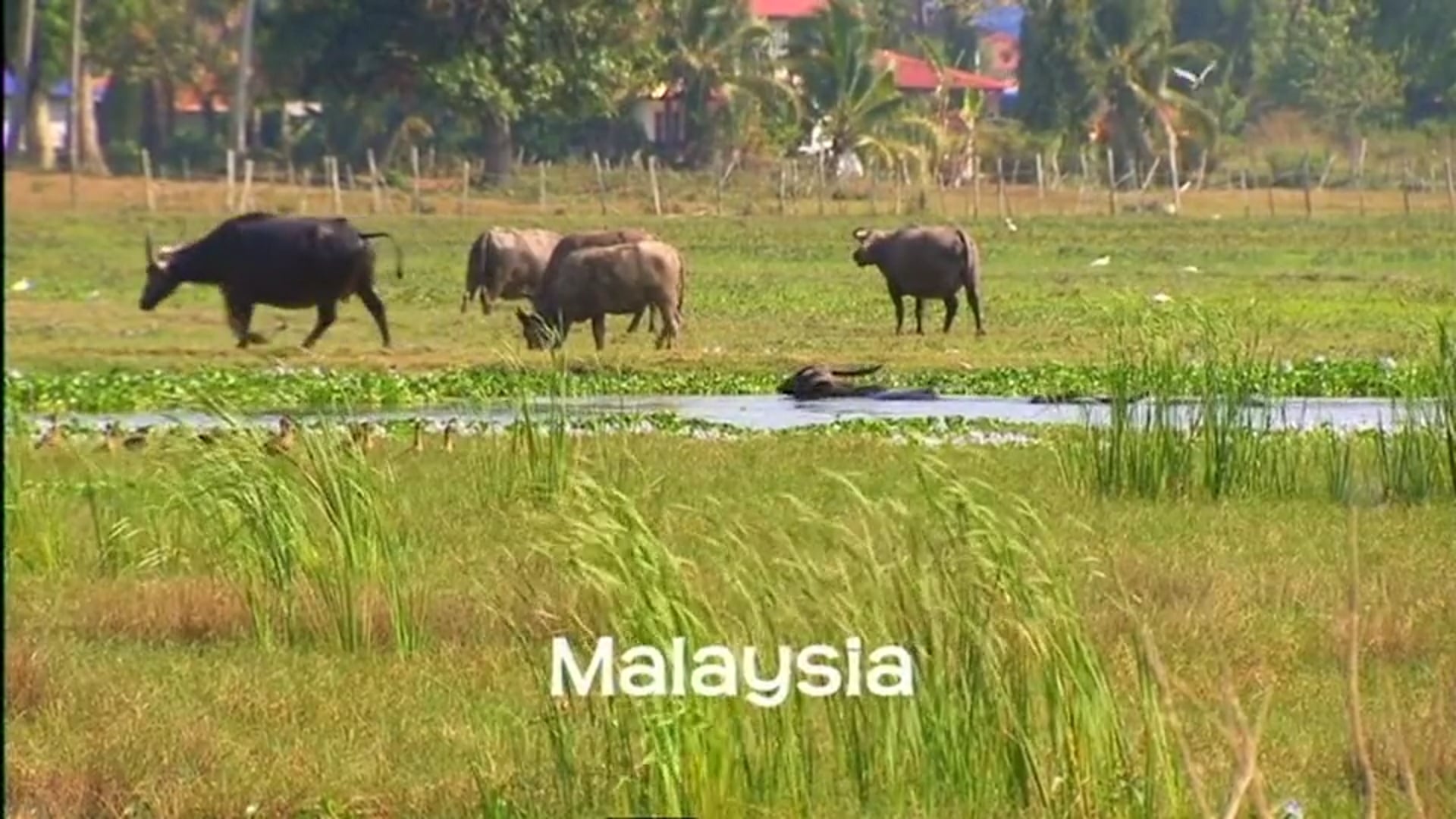 Ten Deadliest Snakes - Malaysia (with Nigel Marven)