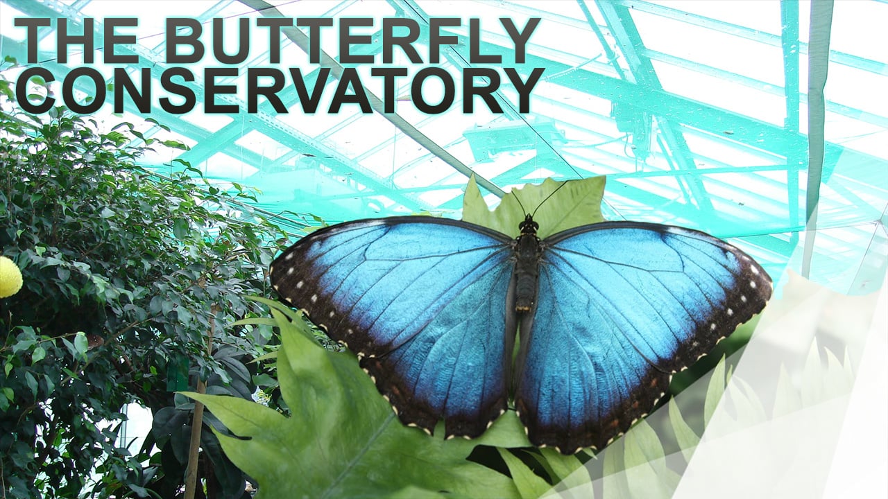 WOW - Butterfly Conservatory