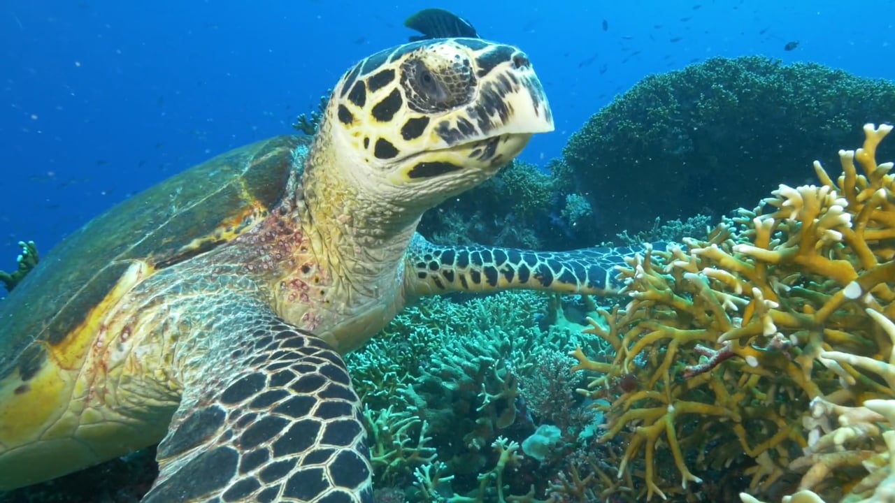 Hawksbill turtles of Tubbataha Reefs