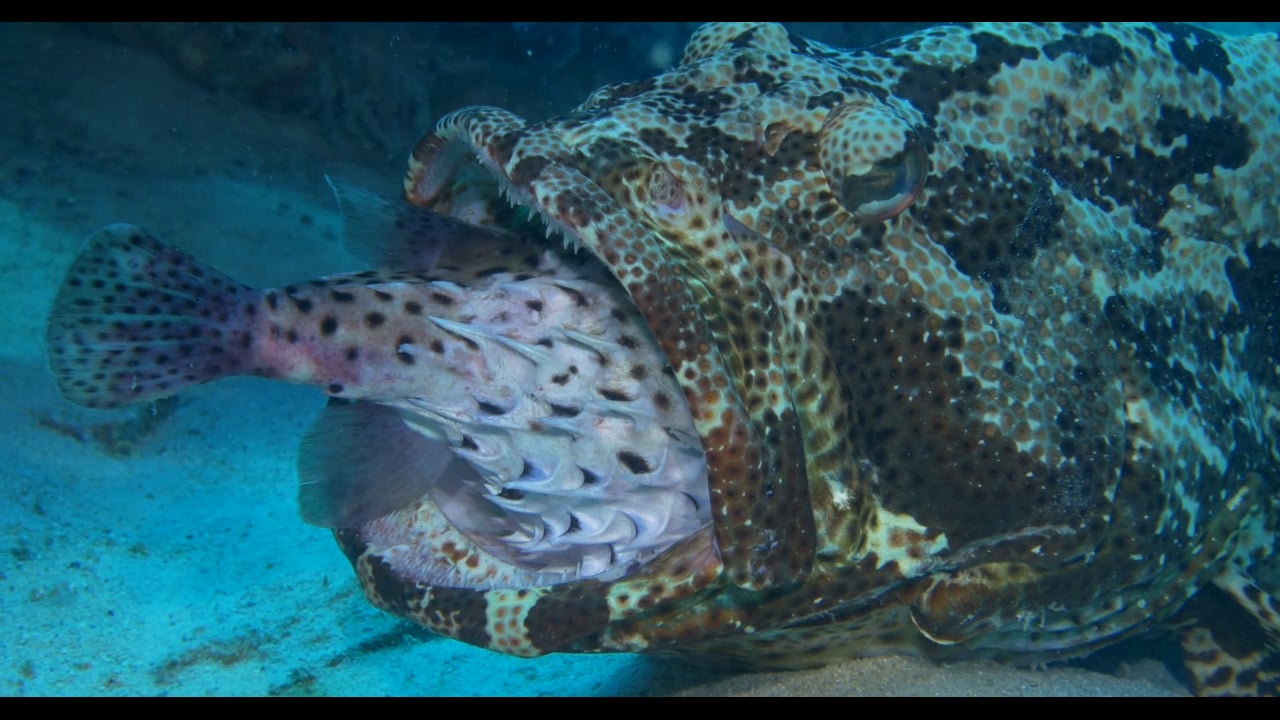Diving around Mabul Island