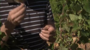 GLOBAL WARMING AND WINE