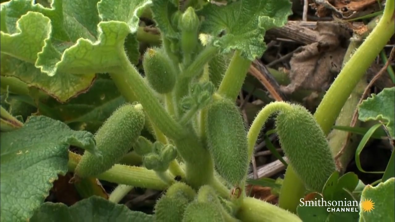 Seed Pods Explode - Exploding Plants Selects on Vimeo