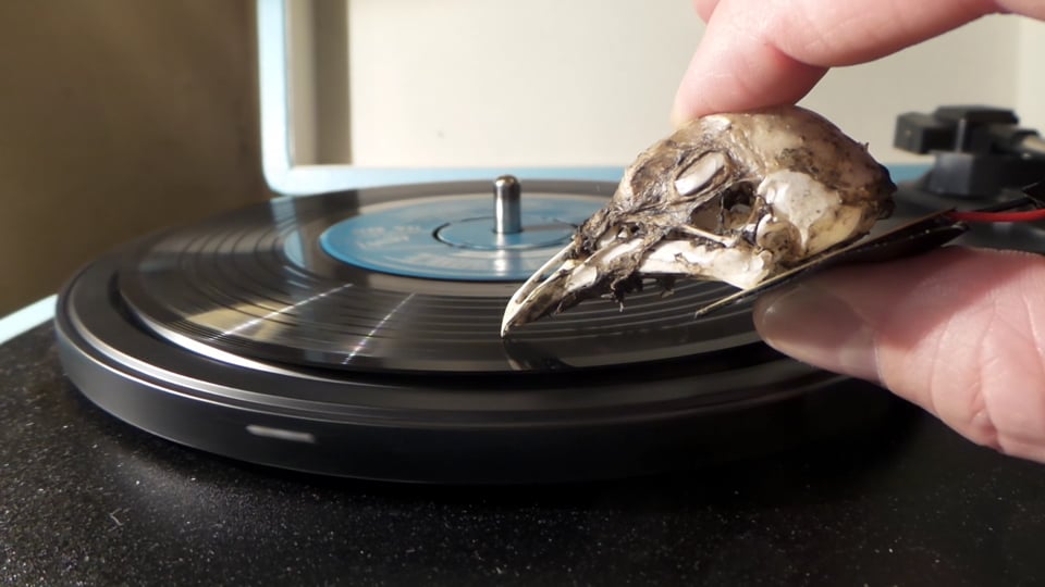 Seagull Skull Pickup