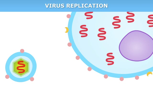 Virus replication — Science Learning Hub