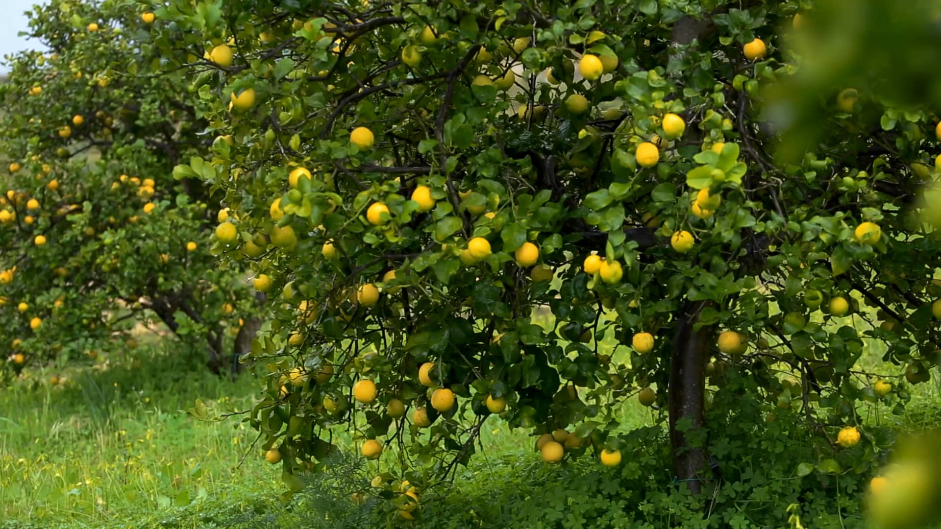 Lemon En Español on Vimeo