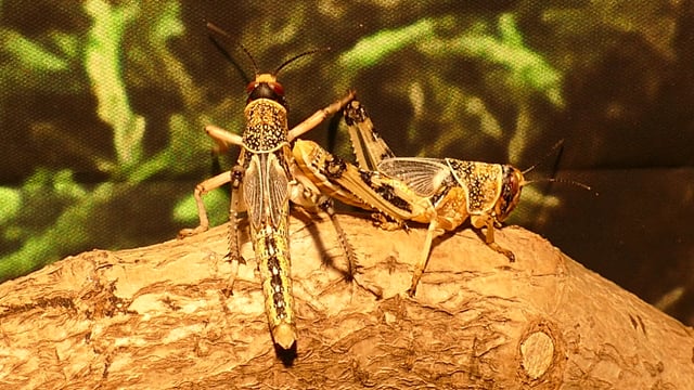 Locusts Videos: Download 9+ Free 4K & HD Stock Footage Clips - Pixabay