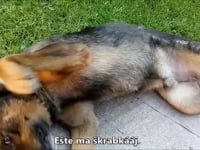 Psík Rexík hľadá nový domov rozkošným videom