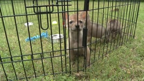 Step into the Wild - Baby Coyotes