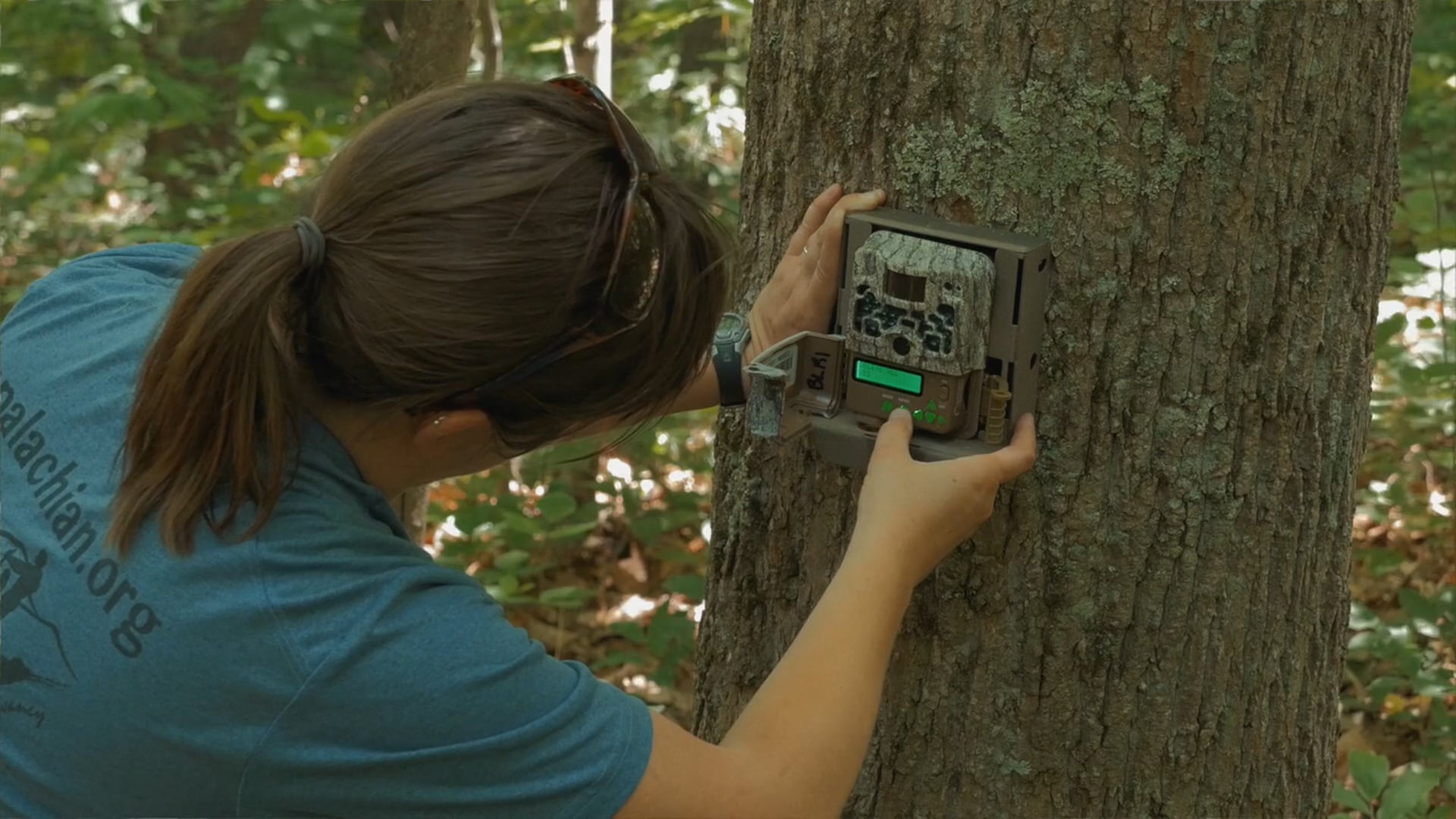 Camera Trapping: Blue Ridge Parkway