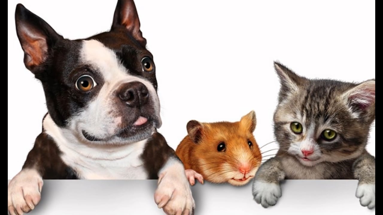 Dog Boarding Encinitas San Marcos Diego on Vimeo