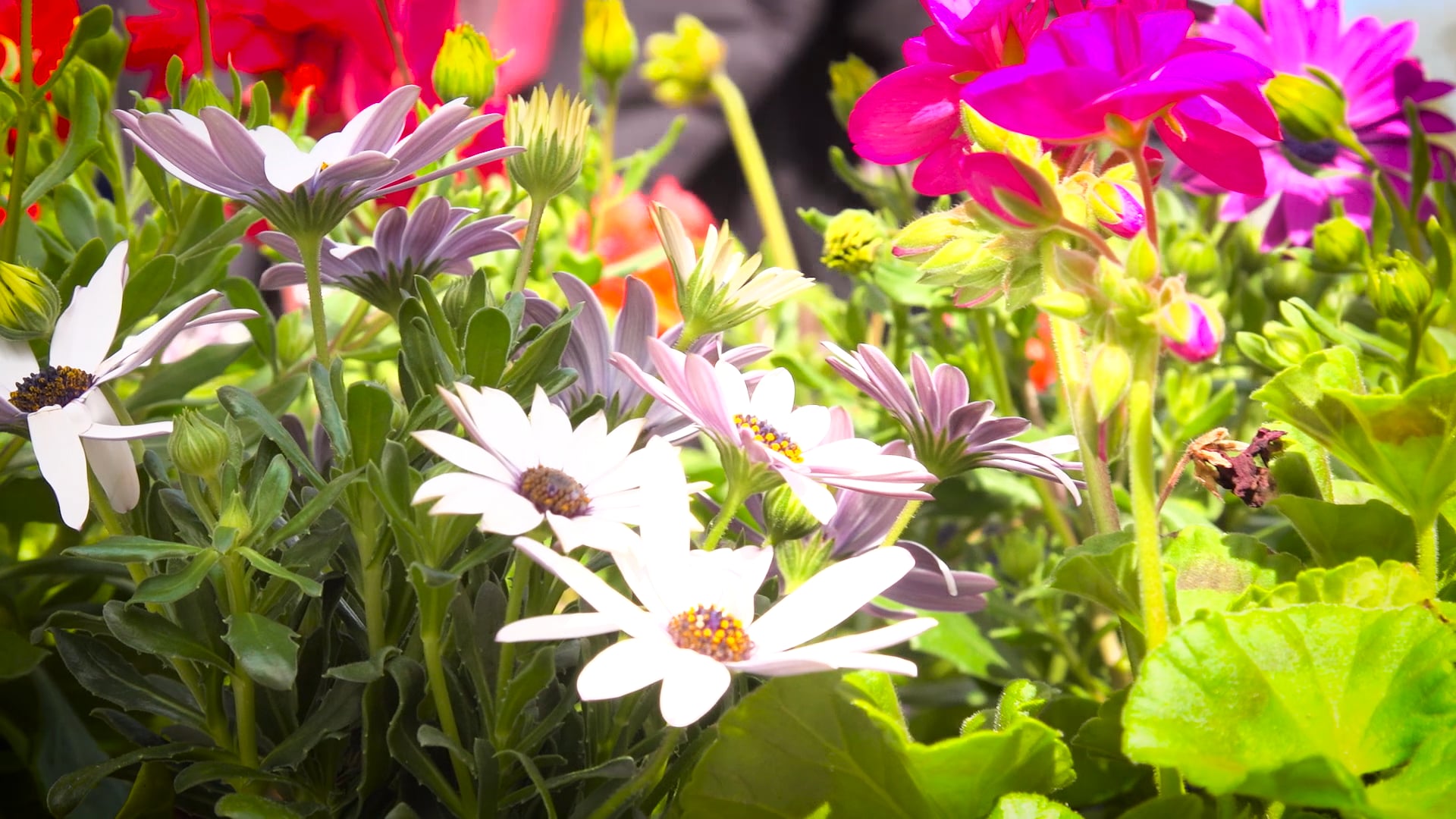 Video - Toby's Garden Fest