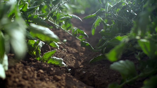 Lycored - Customer Success Story