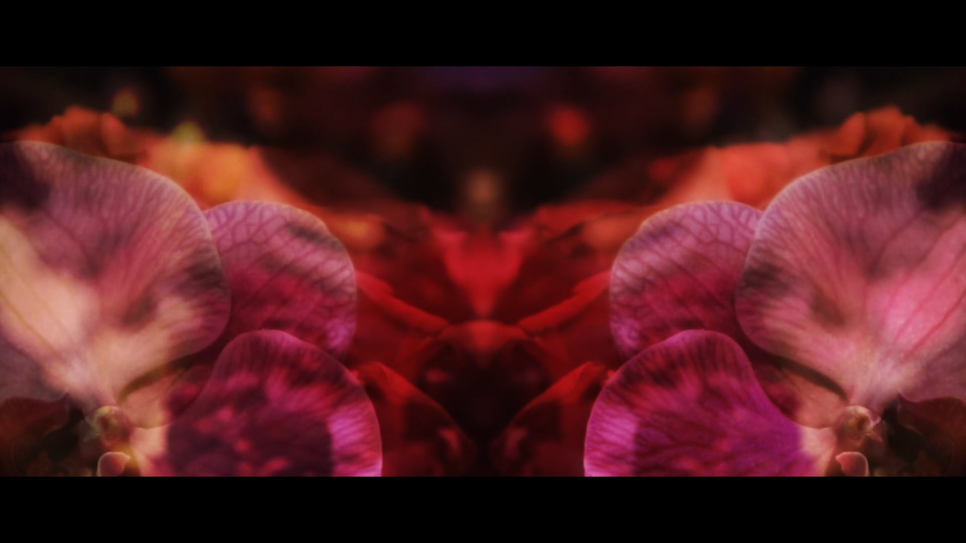 Diana + Koohyar: The Trailer // Houston, Tx