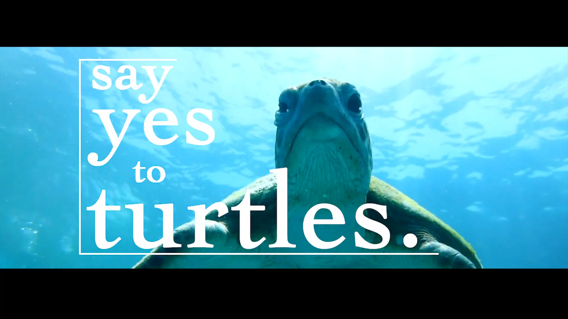Say Yes to Turtles. on Vimeo