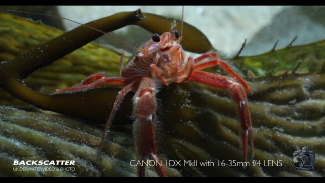 Canon 1DX Mark II Camera First Dives Underwater