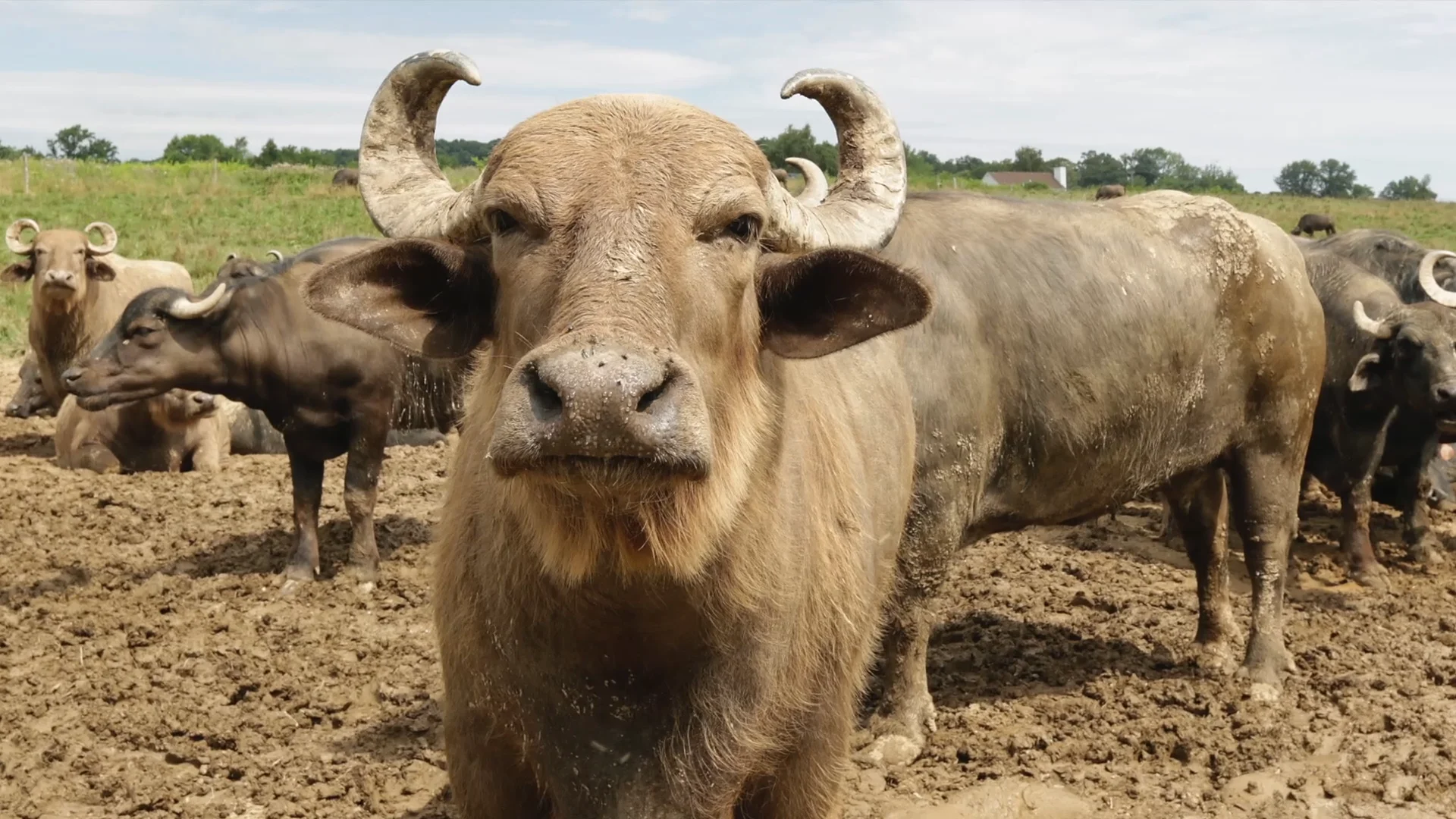 Water Buffalos Samba at Riverine Ranch in Asbury, New Jersey via time ...