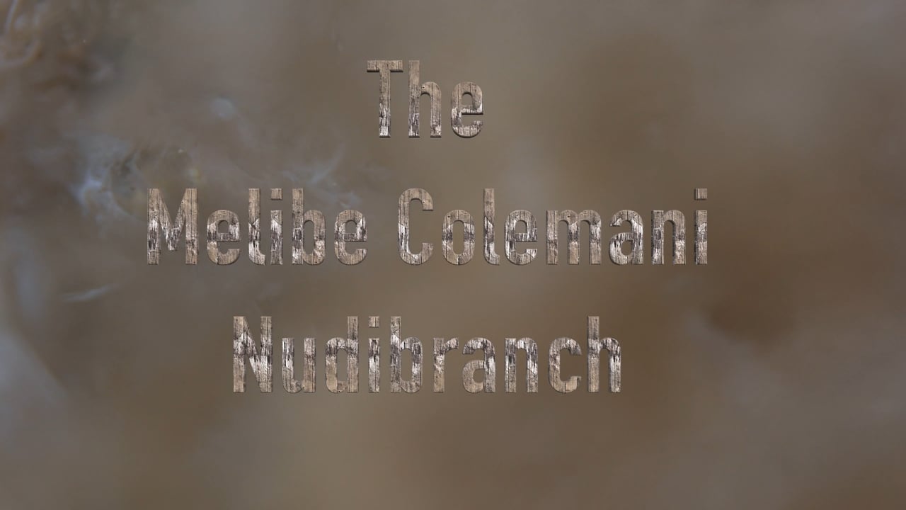 Critters of the Lembeh Strait | The Melibe Colemani