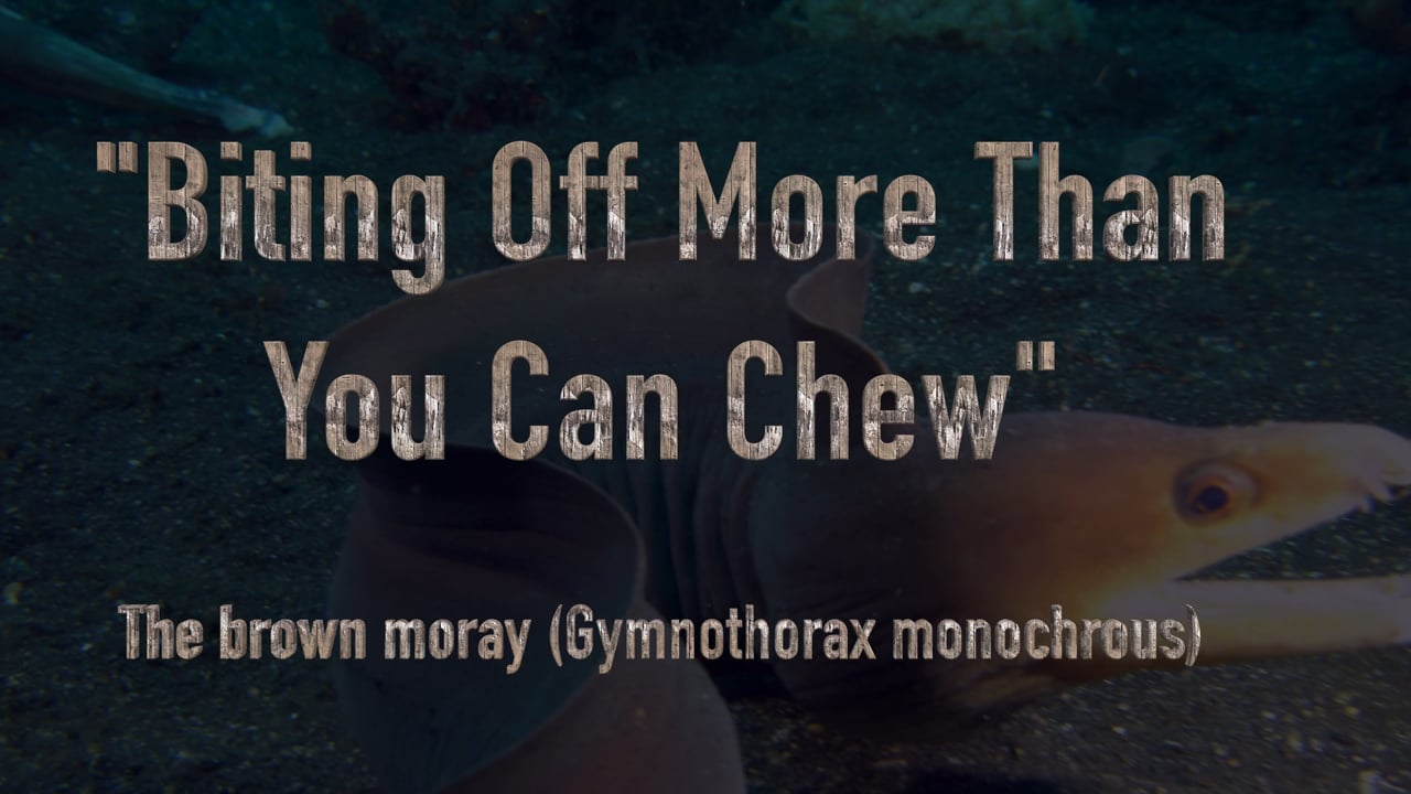 Critters of the Lembeh Strait | "Biting Off More Than You Can Chew" - The Brown Moray