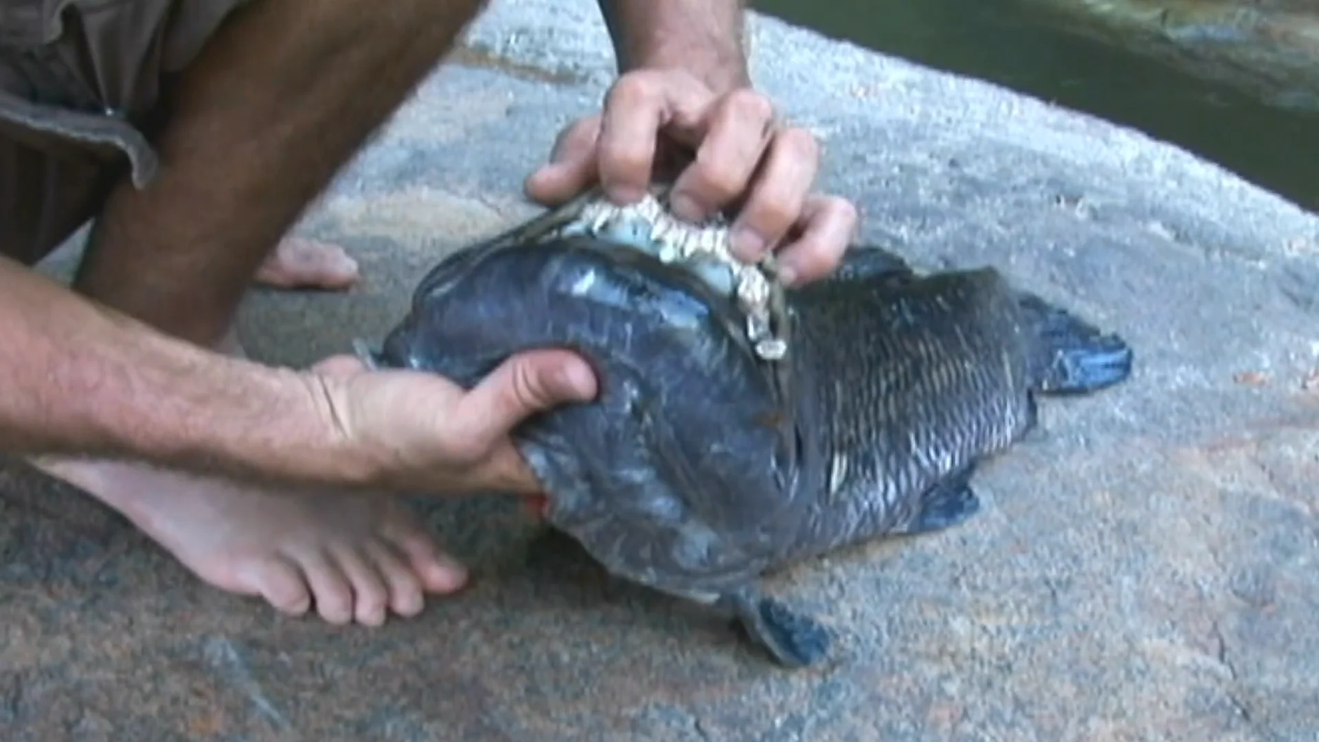 GUYANA HIMARA FISHING