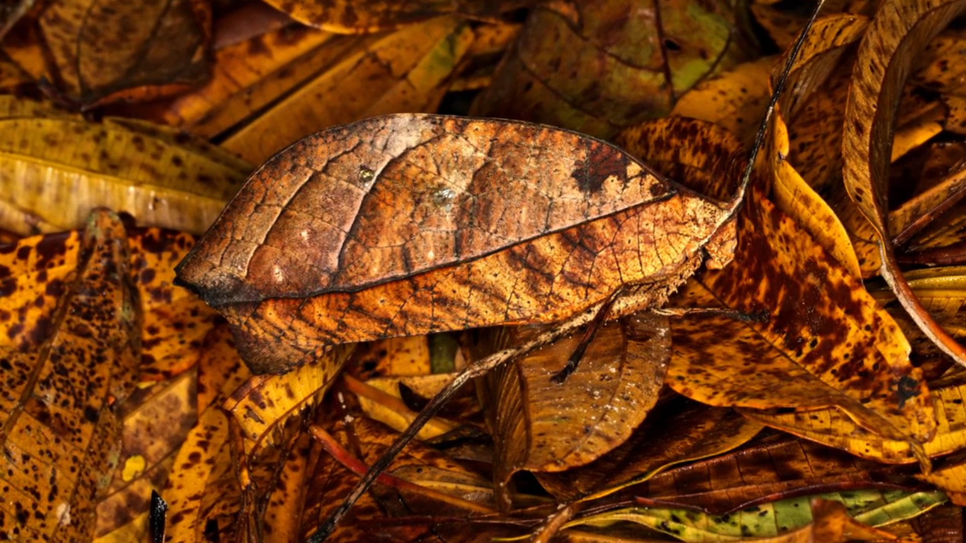 'The Katydid - Masters Of Camouflage'