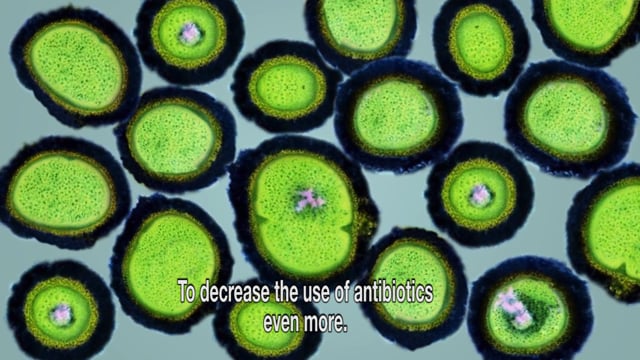 Green antibiotics