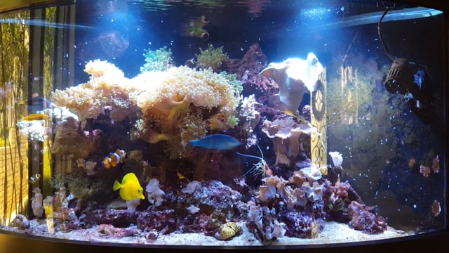 Aquarium 2016