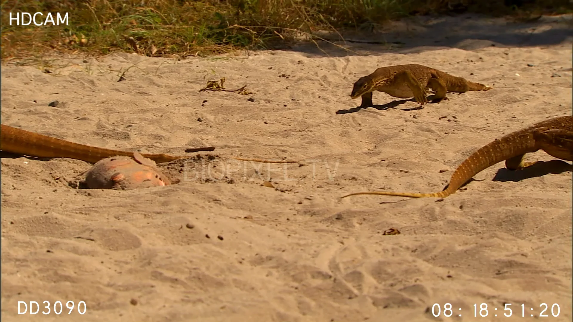 Reptiles - Goanna scavenging fish on beach 4 on Vimeo