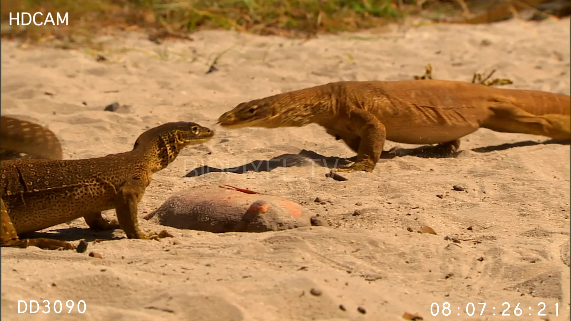 Reptiles - Goanna scavenging fish on beach 3 on Vimeo