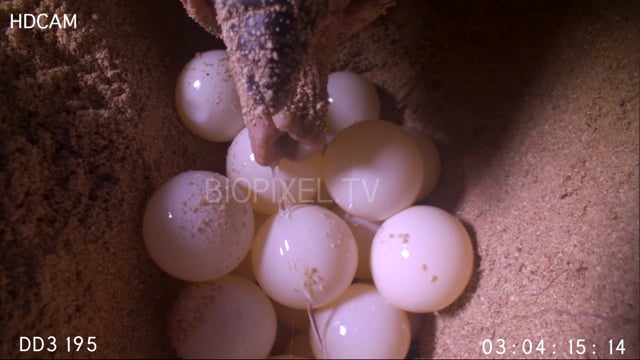 Green sea turtle laying eggs close up