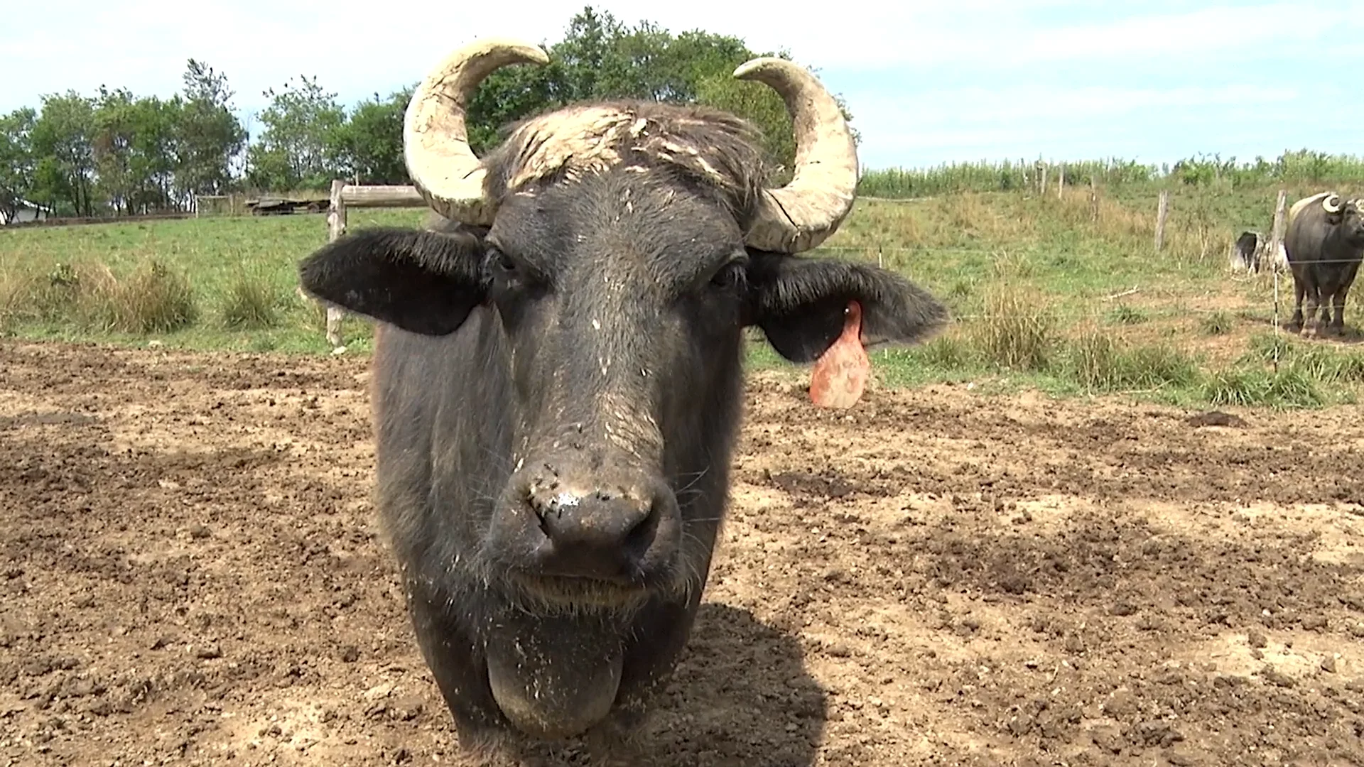 Riverine Ranch, Where the (Water) Buffalo Roam