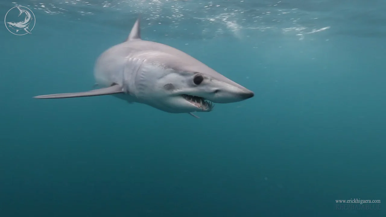 Pelagic Expeditions/Rhode Island Shark Diving on Vimeo