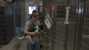 Animal Shelter Moving Dogs to New Kennels