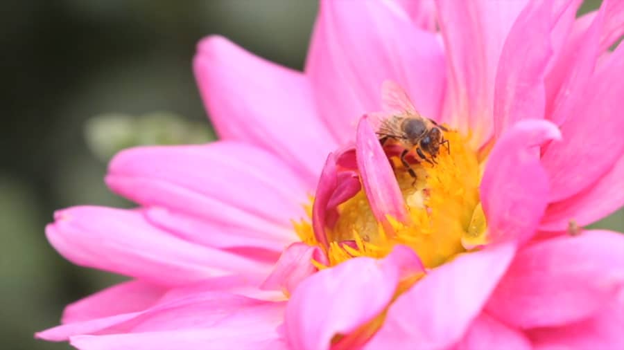 10 Mistakes New Beekeepers Make Beekeeping Like A Girl