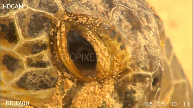 Green sea turtle crawling up beach