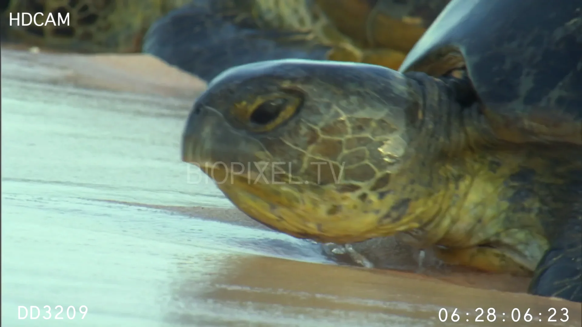 Reproduction Turtles - Green sea turtles arriving to nest on Vimeo