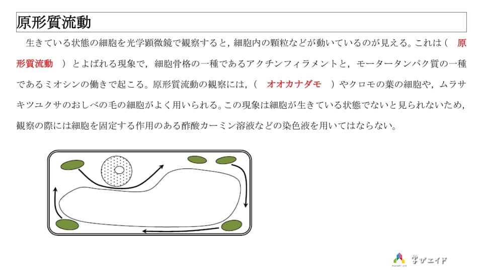 1 9 原形質流動 村杉 拓夢