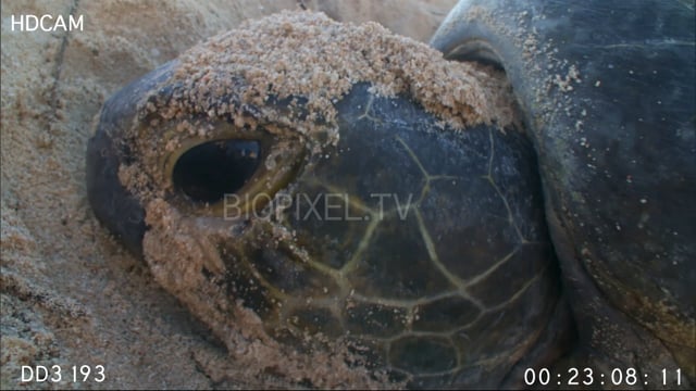 Green sea turtle nesting early morning