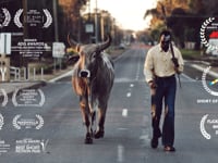Grey Bull